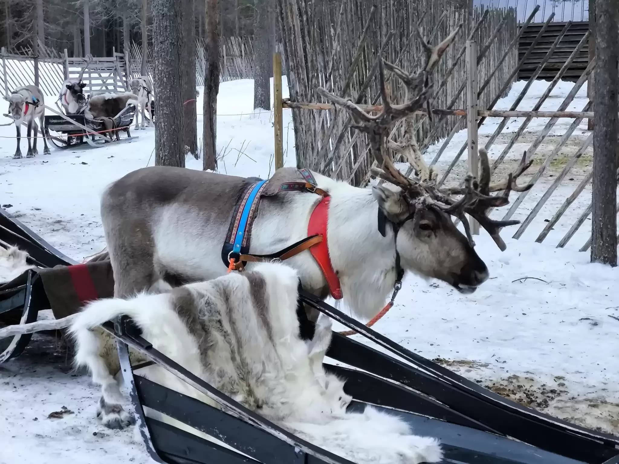 Finnland 666666666.webp